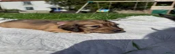Miniature Dachshund dogs for sale: 5 of the most gorgeous Cream Dachshunds! - Advert 15