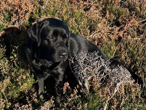 Labrador Retriever dogs KC reg Labrador puppies, working show type - Advert 1