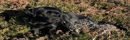 Labrador Retriever dogs for sale: KC reg Labrador puppies, working show type in Hereford - Advert 1