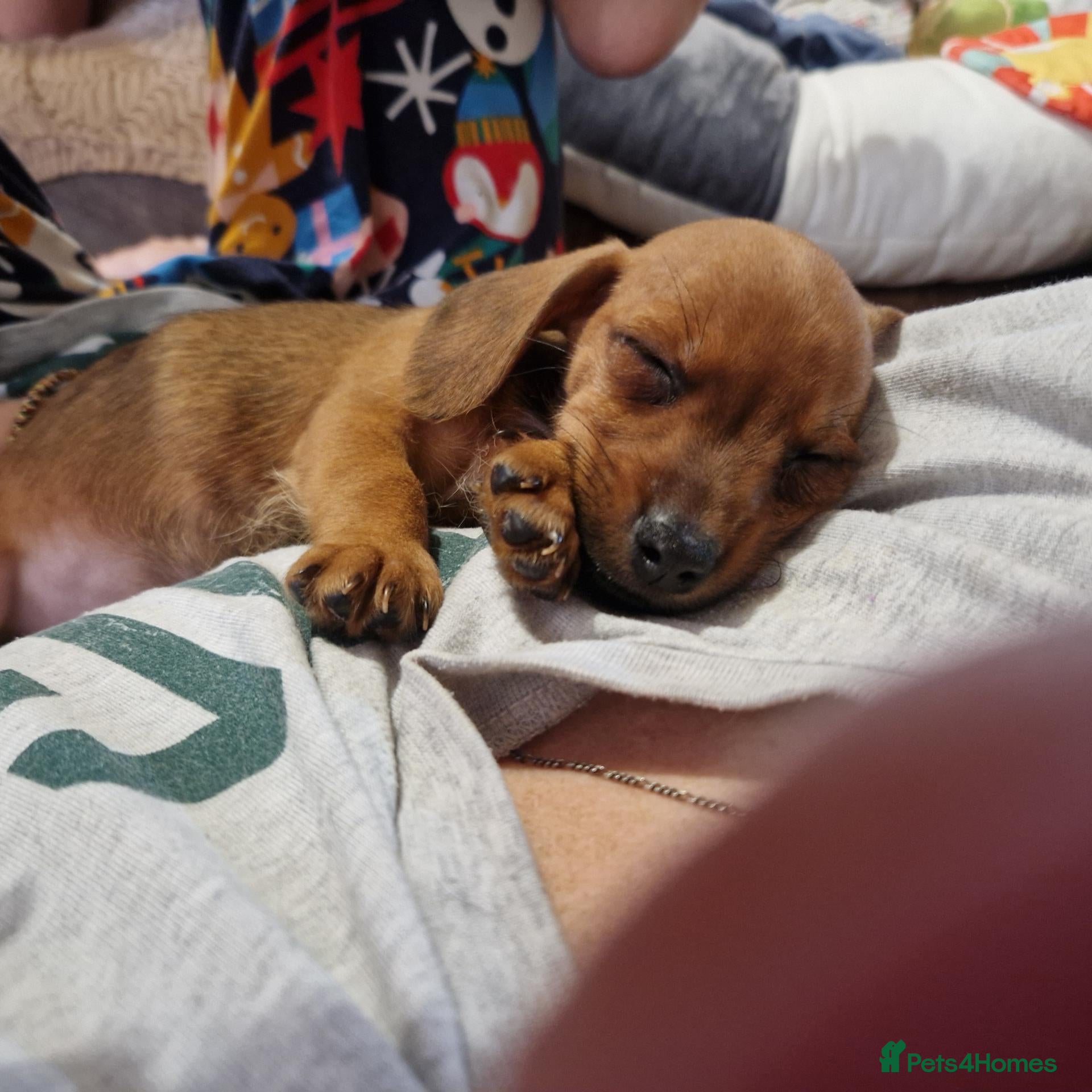 Mixed Breed dogs Beautiful little girl  - Advert 2