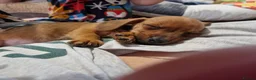 Mixed Breed dogs for sale: Beautiful little girl  - Advert 1