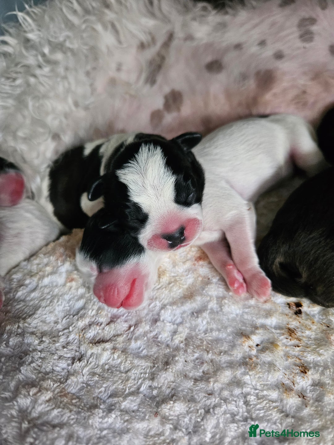Shihpoo dogs for sale: Shihpoo puppies in Devon ... we're back!  - Image 5