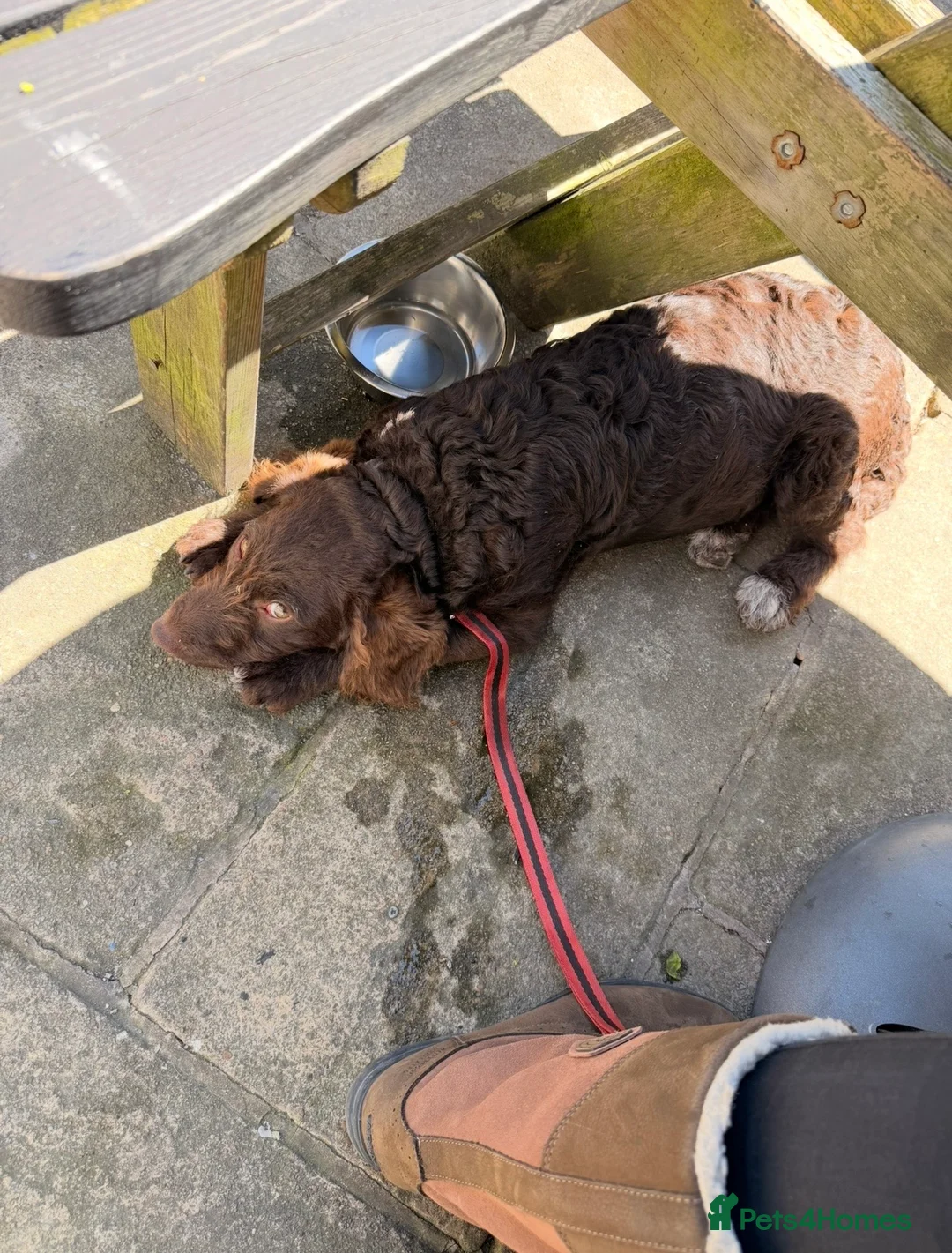 Mixed Breed dogs for sale: 7 month old labradoodle bitch  - Advert 1