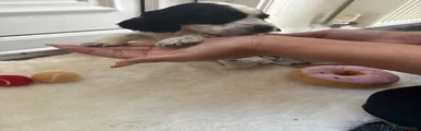 Cocker Spaniel 5