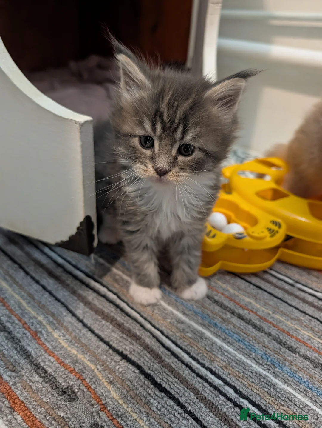 Maine Coon cats for sale: Beautiful Tica Registered Maine Coon kittens  - Advert 9