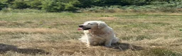 Golden Retriever dogs for sale: Golden Retriever 2 Year Old Loving Home Wanted  - Advert 7