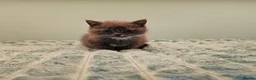 British Shorthair cats for sale: Blue British short hair X kittens  - Advert 6