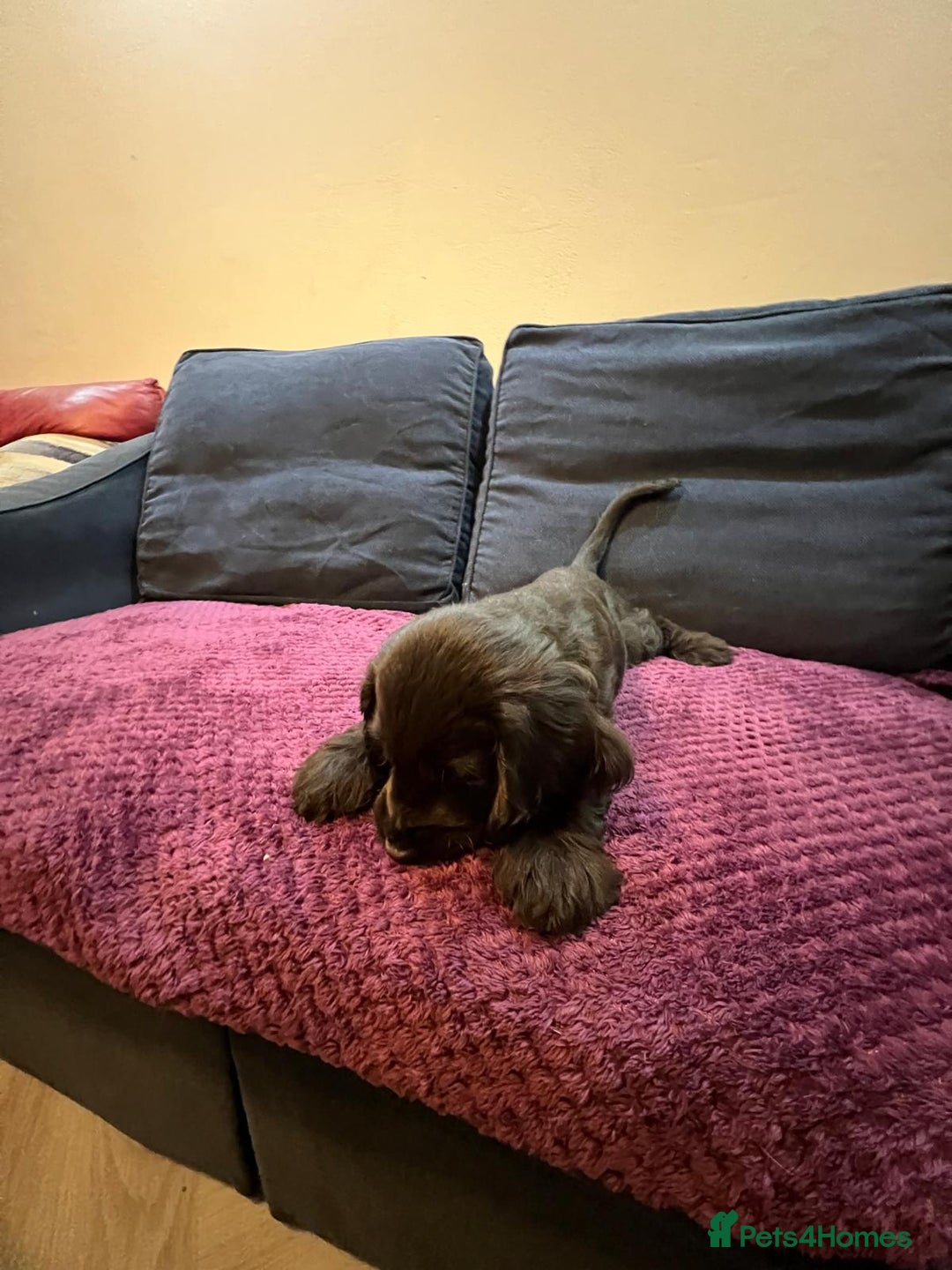 Cocker Spaniel dogs for sale: Cocker Spaniel puppies - Advert 16