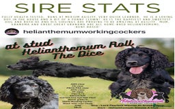 Cocker Spaniel dogs for sale: Working Cocker Spaniel Bitch available now - Image 8