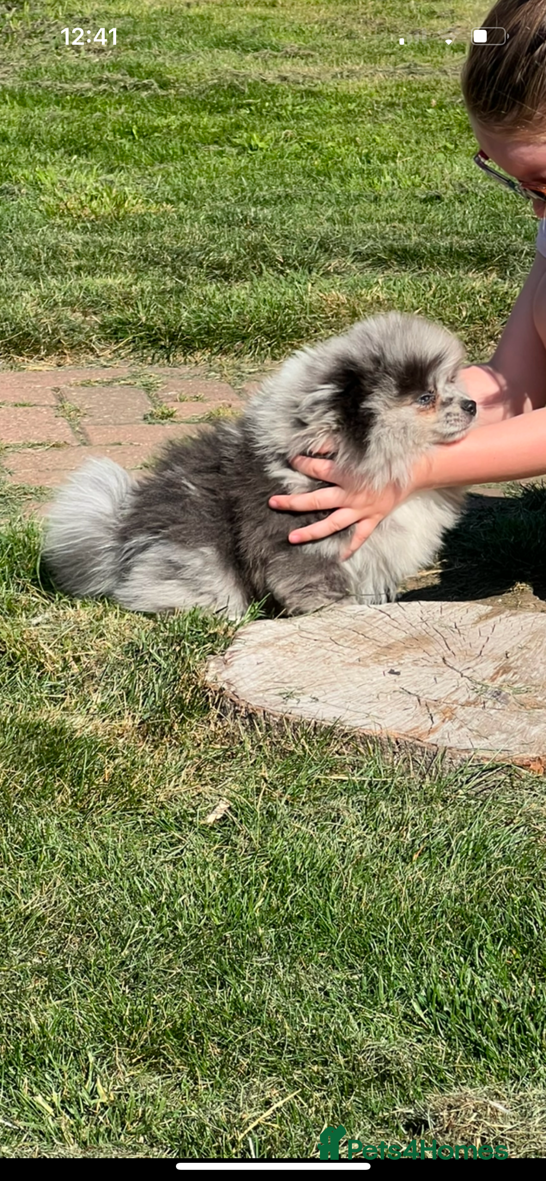 Pomeranian dogs for sale: ‼️💙QUALITY TEDDY BEAR MEARLE POMERANIAN💙 ‼️ - Image 3