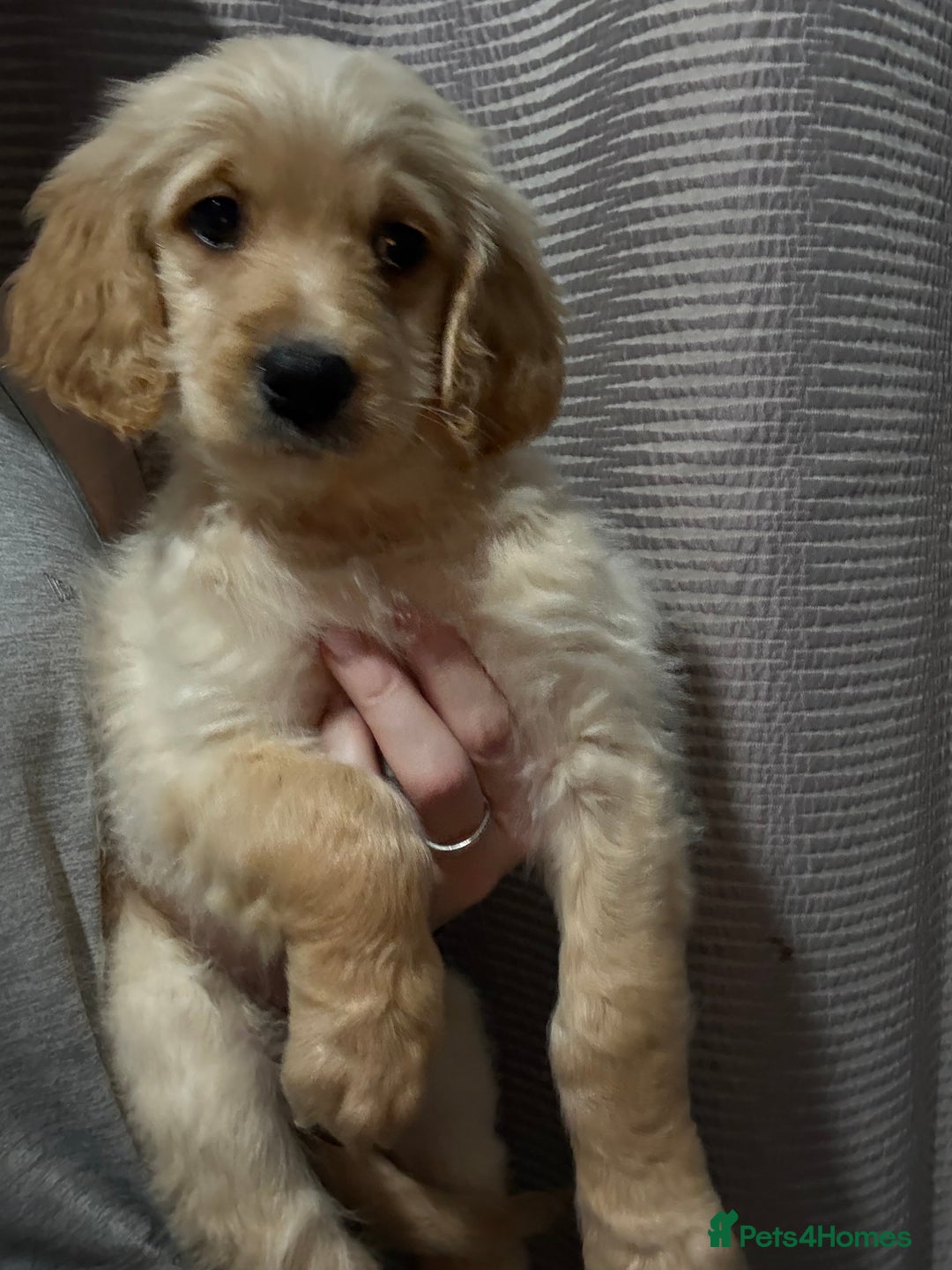 Mixed Breed dogs for sale: Bernedoodle - Advert 18