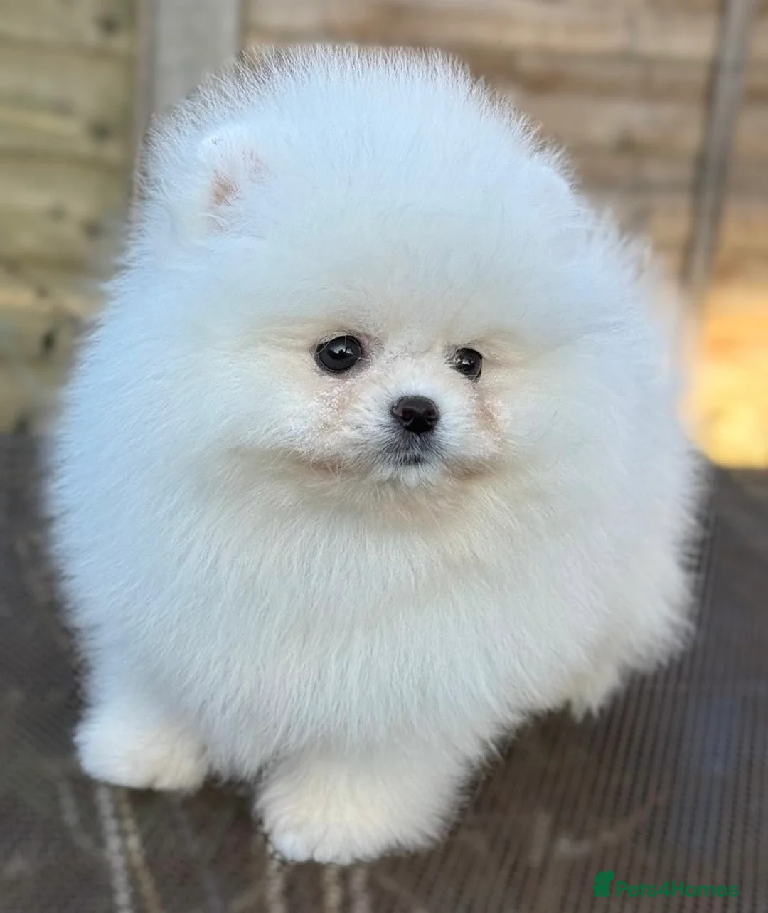 Pomeranian dogs for stud: Pierre stunning white TINY teddy Pom STUD ONLY in Romford - Advert 7
