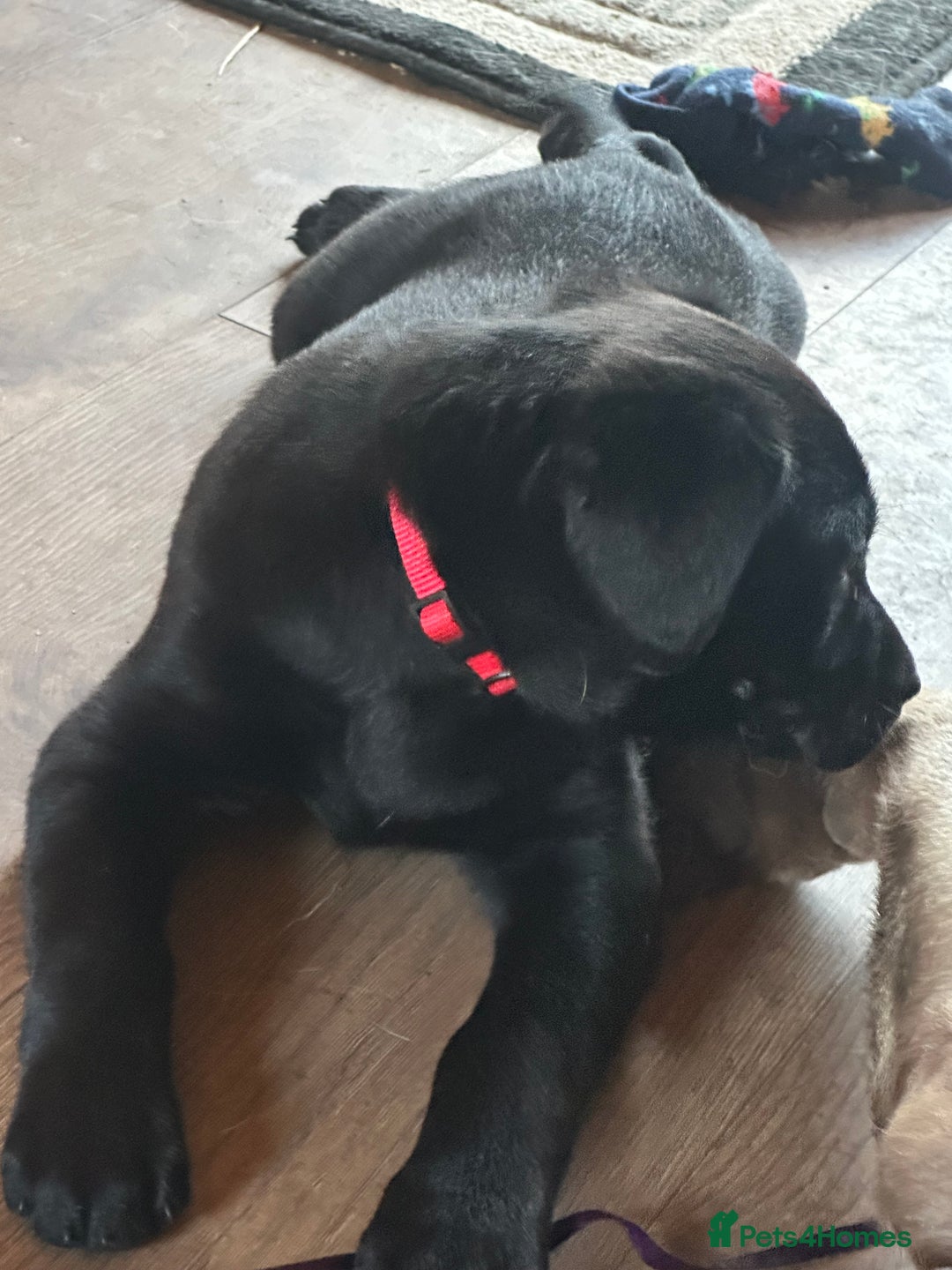 Labrador Retriever dogs for sale: 🔥 KC LABRADOR PUPPIES SILVER CHOCOLATE AND BLACK - Advert 31