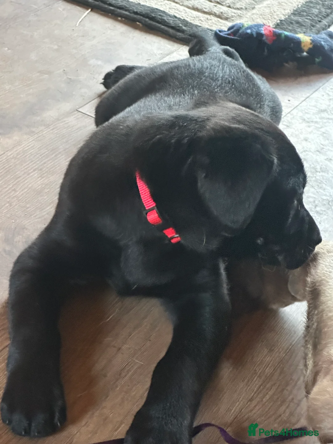 Labrador Retriever dogs for sale: 🔥 KC LABRADOR PUPPIES SILVER CHOCOLATE AND BLACK - Advert 13