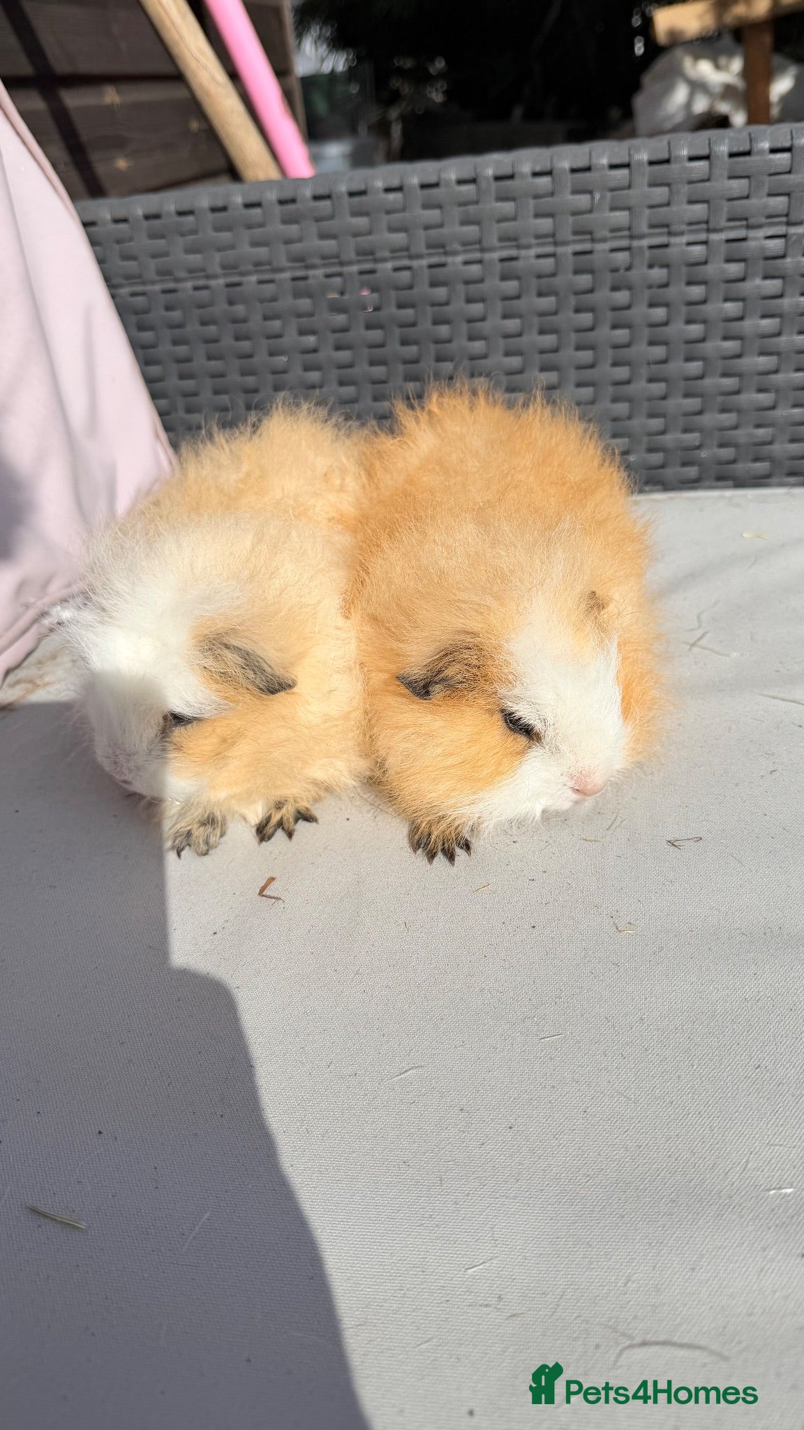 Guinea Pig rodents Swiss & Peruvians baby’s available  - Advert 1