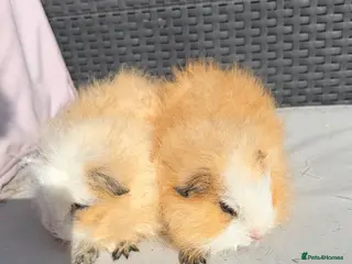 Guinea Pig rodents Swiss & Peruvians baby’s available - Advert 1