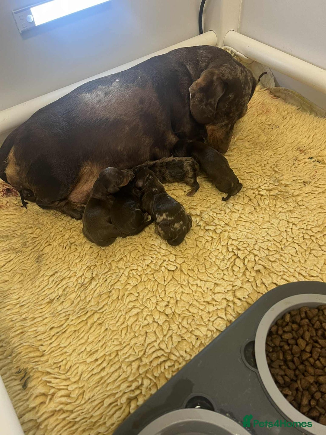 Miniature Dachshund dogs for sale: Mini Daxies true to type - Advert 3