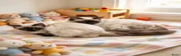 Ragdoll cats for sale: 🐱 Beautiful Ragdoll Kittens - Advert 3