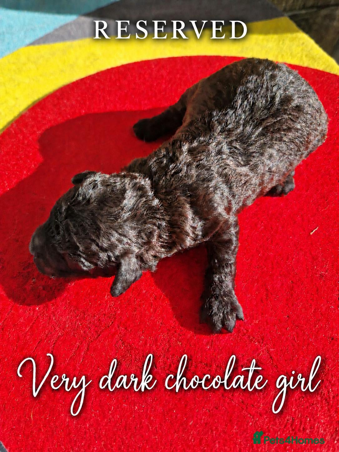 Toy Poodle dogs Toy poodle - Advert 2