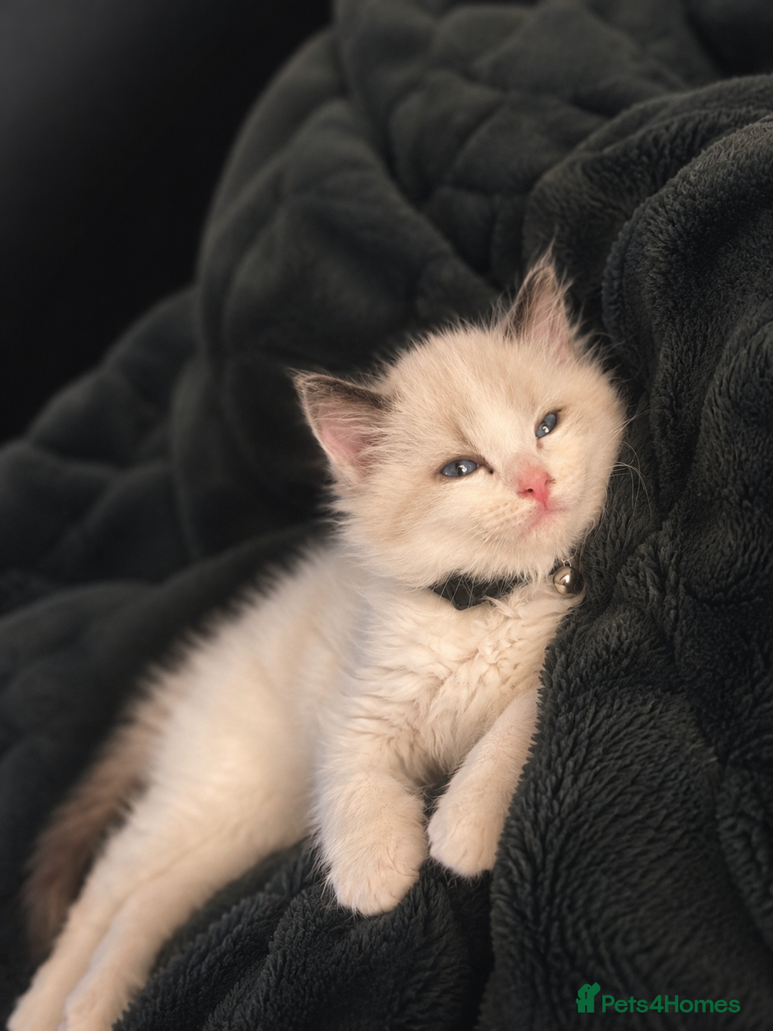 Ragdoll cats Bi colour ragdoll kittens looking for good home! - Advert 2