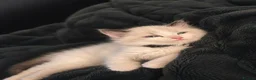 Ragdoll cats for sale: Bi colour ragdoll kittens looking for good home! - Advert 1