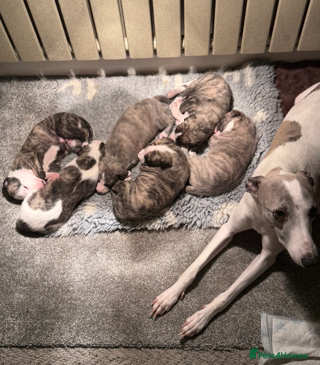 Whippet dogs for sale: KC registered brindle Whippets  in Ormskirk - Advert 12