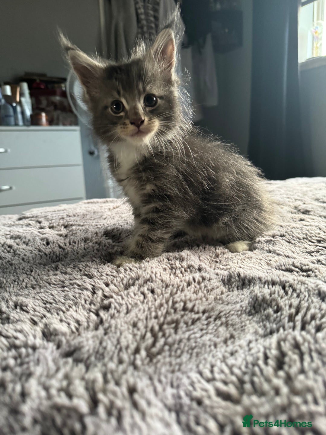 Maine Coon cats for sale: Maine Coon kittens Available!!!! - Image 12