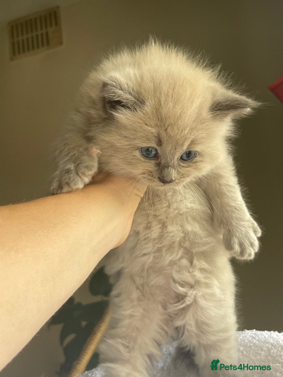 Ragdoll cats for sale: TICA registered pedigree Mink & blue point kittens - Image 29