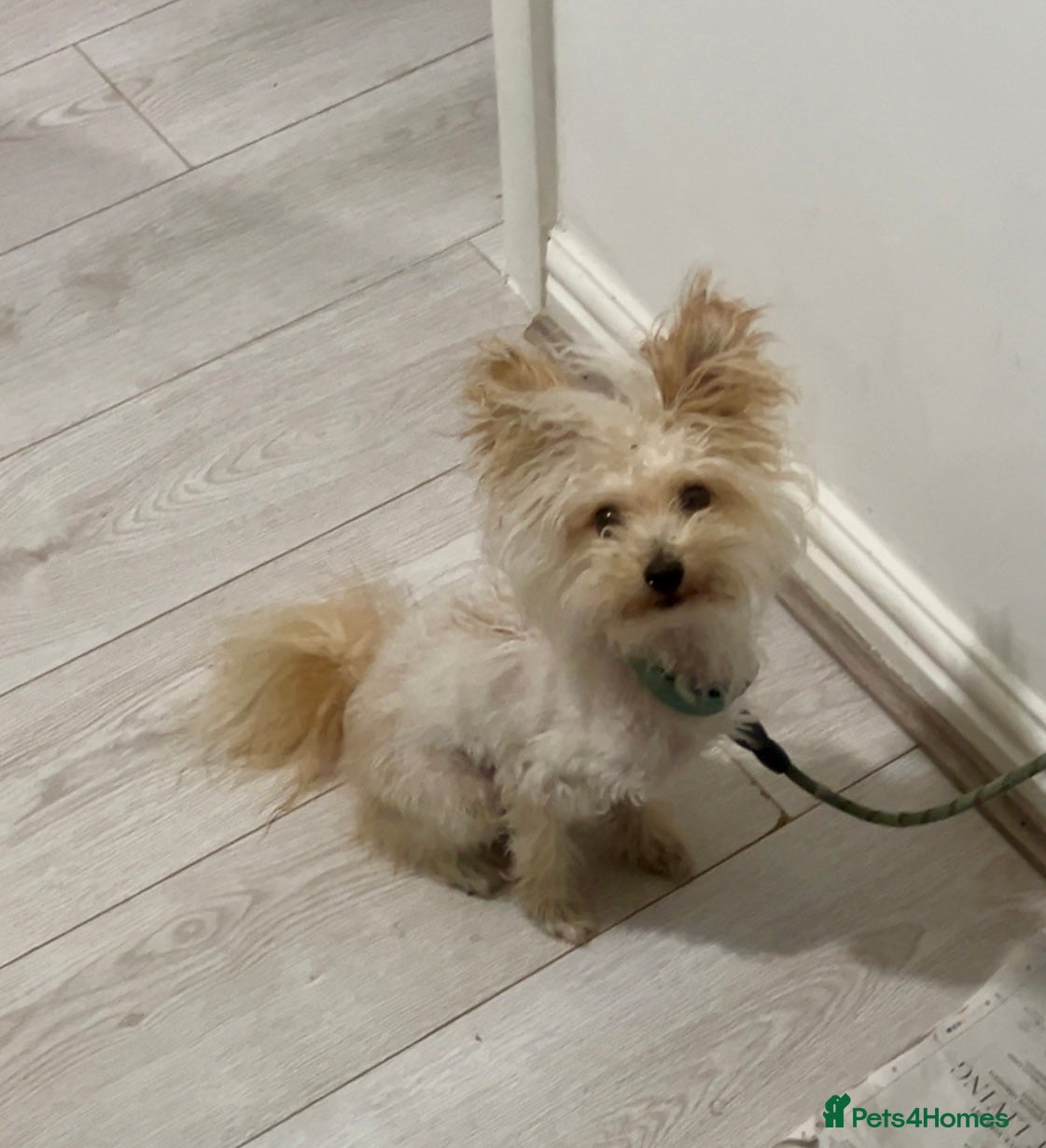 Pomapoo dogs Pomapoo  - Advert 1