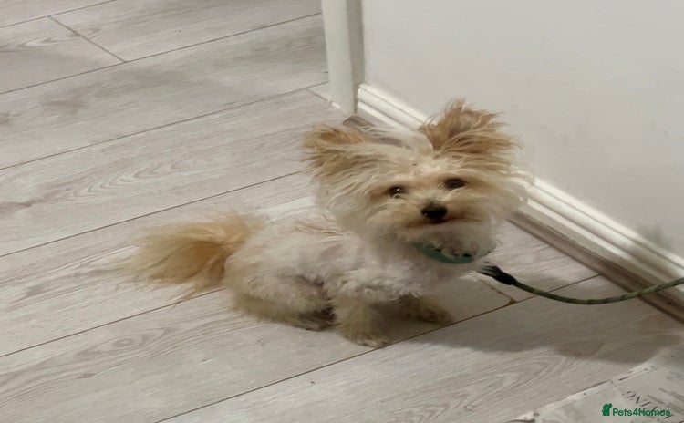 Pomapoo dogs - Advert 2