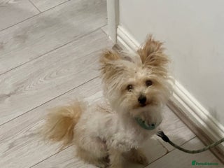 Pomapoo dogs Pomapoo - Advert 15