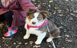 Australian Shepherd dogs for sale: 5 month old Australian Shepard  - Advert 6