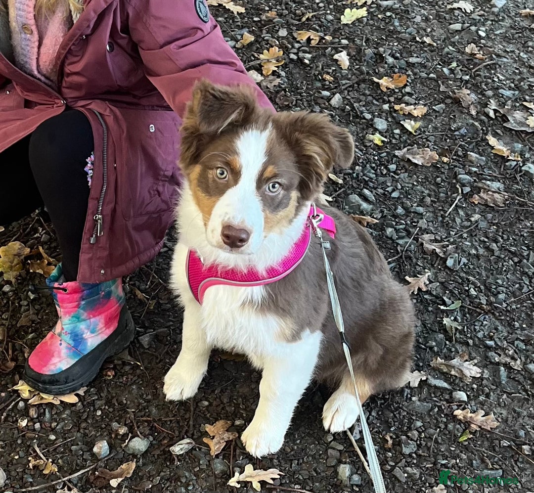 Australian Shepherd dogs for sale: 5 month old Australian Shepard  - Advert 6