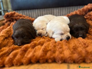 Labrador Retriever dogs 🌟 Fully vaccinated Chunky pedigree Labradors 🌟 - Advert 9