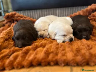 Labrador Retriever dogs 🌟 Fully vaccinated Chunky pedigree Labradors 🌟 - Advert 5