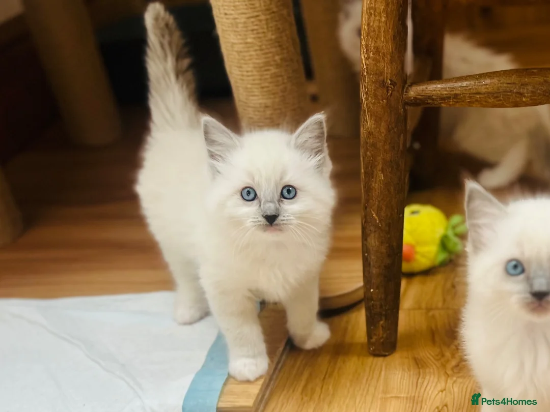 Ragdoll cats for sale: Beautiful ragdoll kittens blue and mitted - Advert 1