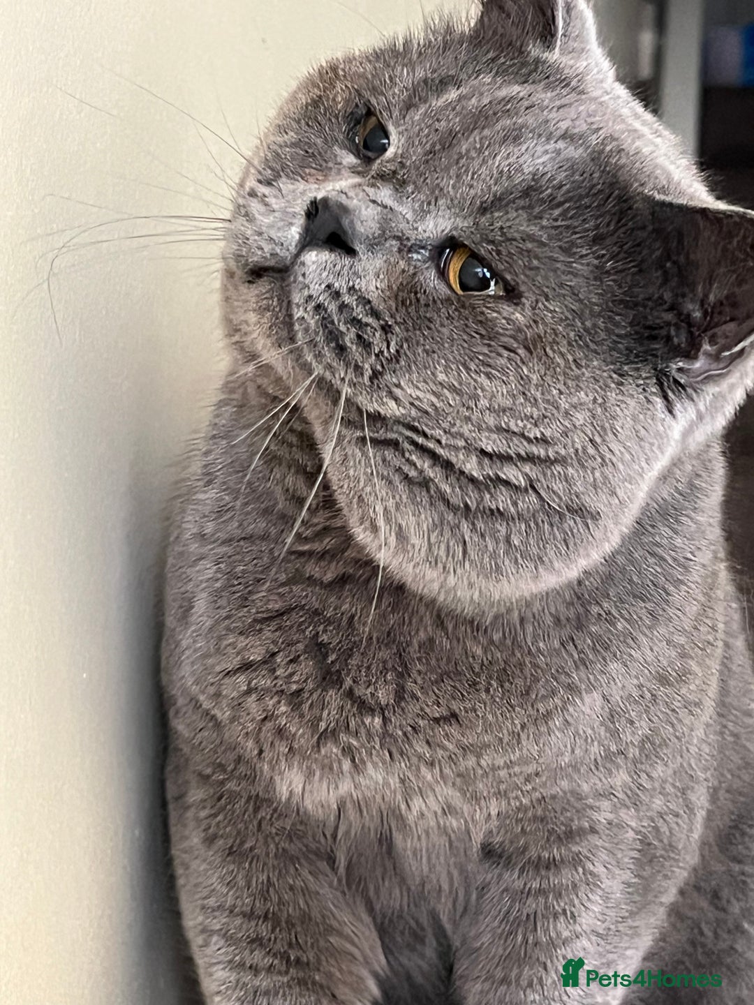 British Shorthair cats for stud: Meet Leo, Active Registered GCCF BHS Stud in Clitheroe - Advert 3
