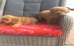 Cockapoo dogs for sale: gorgeous mixed litter of cockapoos  - Image 3