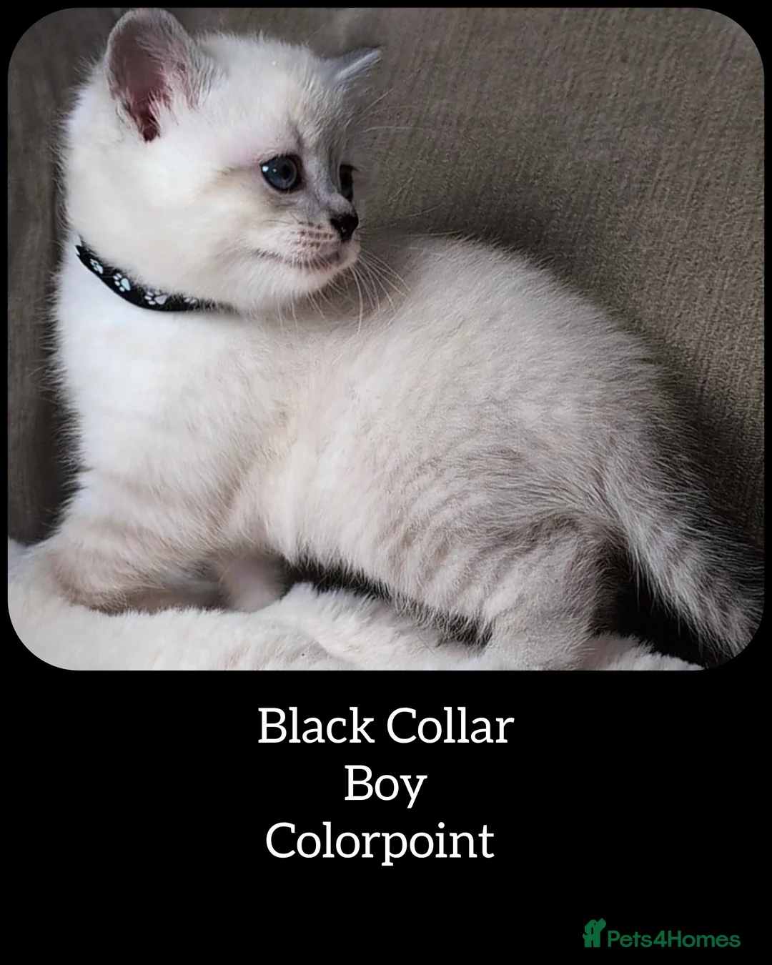 British Shorthair cats for sale: BSH 🩷🩵 READY to RESERVE  - Advert 11