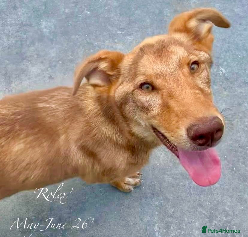 Mixed Breed dogs Rolex. 7 months approx. Available for adoption. - Advert 2