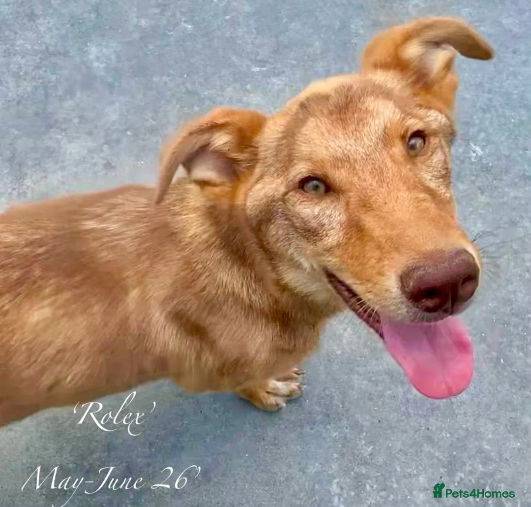 Mixed Breed dogs for adoption: Rolex. 7 months approx. Available for adoption. in Brixham - Advert 1