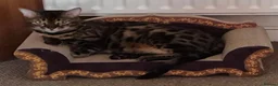 Bengal cats for sale: Brown Charcoal Bengals – Girl & Boy – Reserve🥰 - Advert 2