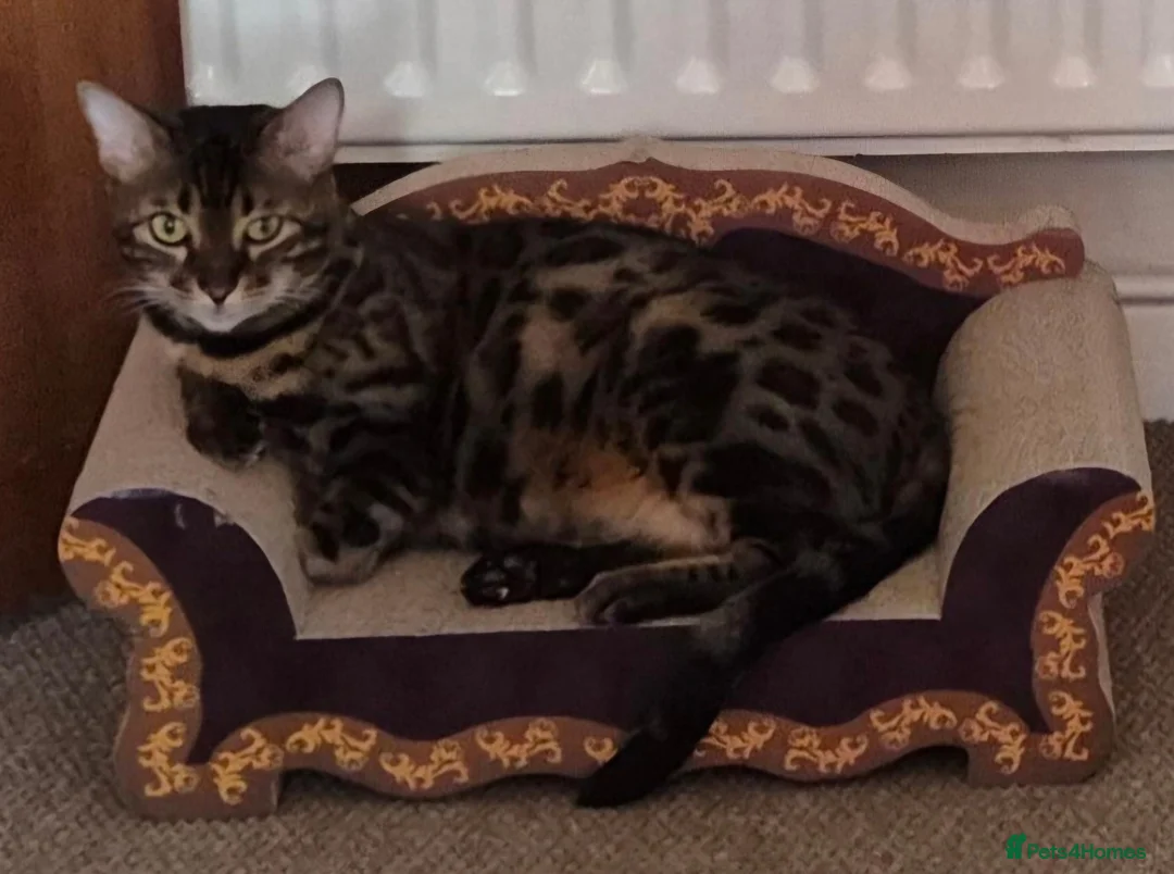 Bengal cats for sale: Brown Charcoal Bengals – Girl & Boy – Reserve🥰 - Advert 2