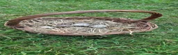 Quail poultry for sale: 🐣 Live Coturnix Jumbo Quail for Sale 🐣 - Advert 6
