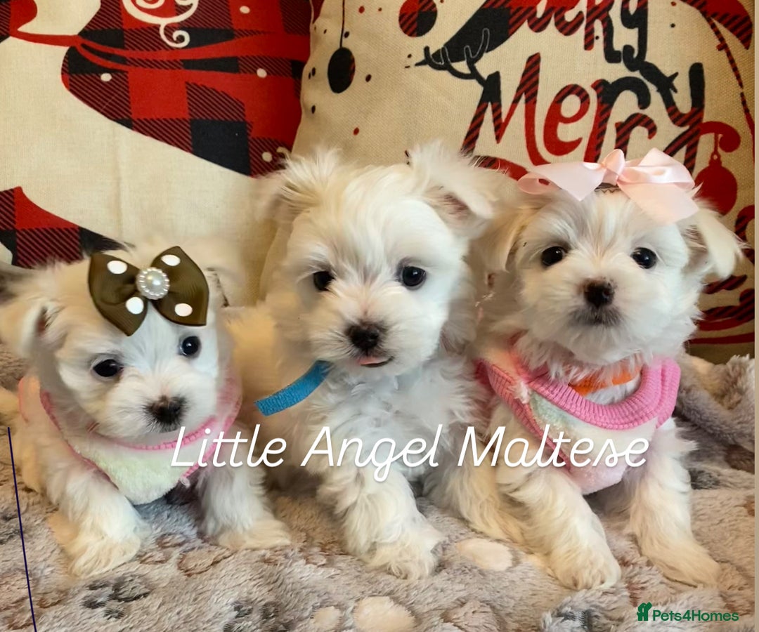 Maltese dogs for sale: ✨ Outstanding KC half-Korean Maltese Puppies ✨ - Advert 13