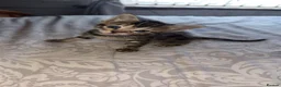 Mixed Breed cats for sale: Mixed Bengal/savanna  in Bradford - Advert 6