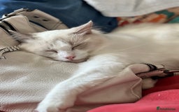 Ragdoll cats for sale: Lilac bicolour and mitted Ragdolls - Image 4