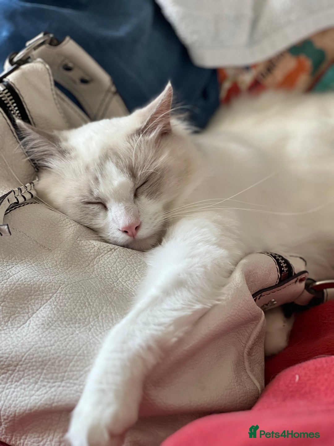 Ragdoll cats for sale: Lilac bicolour and mitted Ragdolls - Image 4