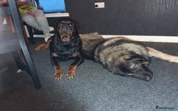 Mixed Breed dogs for sale: Rottweiler Ovcharka puppies in East Kilbride - Image 8