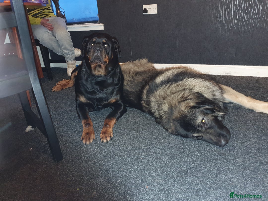 Mixed Breed dogs for sale: Rottweiler Ovcharka puppies in East Kilbride - Image 8